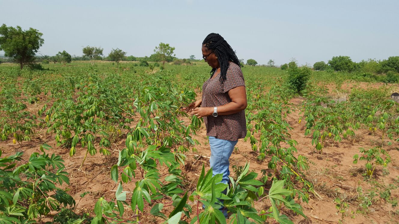 Never Say Never! The Story of the Zimbabwean farmers and their newly found interest in Cassava Production