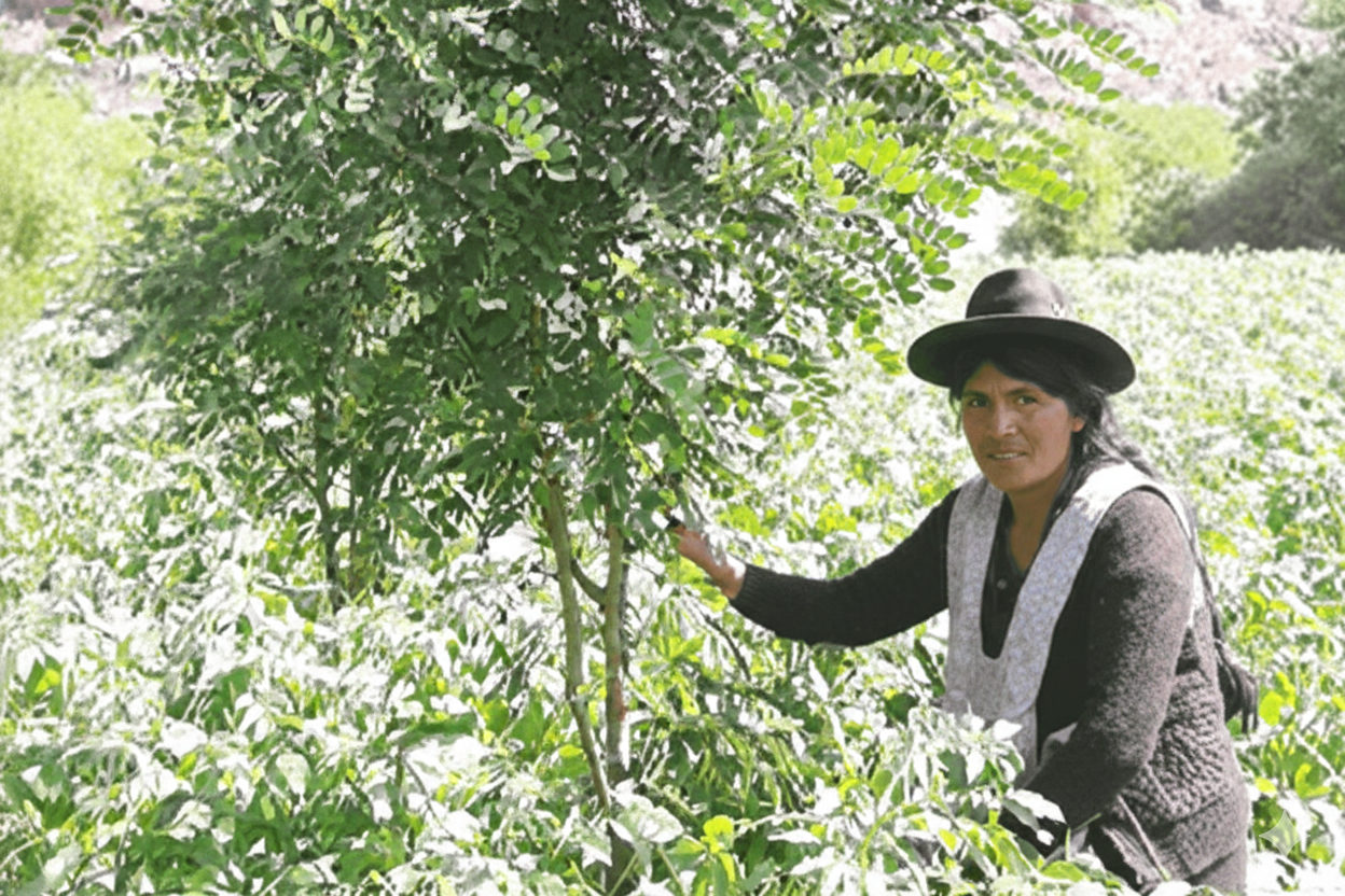 Helping Indigenous families make a living in rural Bolivia